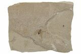 Fossil Moth (Lepidoptera) - Green River Formation #213885-1